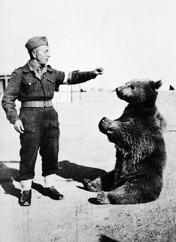 435px-Wojtek the bear