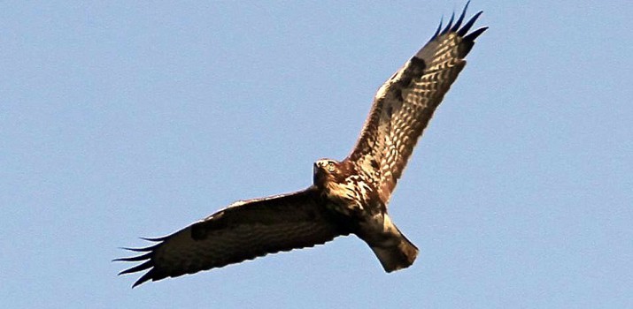 myszołów 1 fot andrzej szuksztul