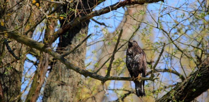 myszołów 1 fot ewelina sobańska