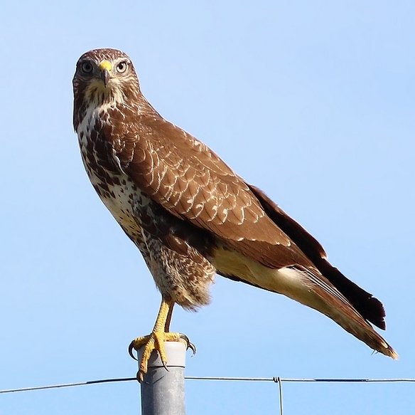 myszołów 2 trasa A2