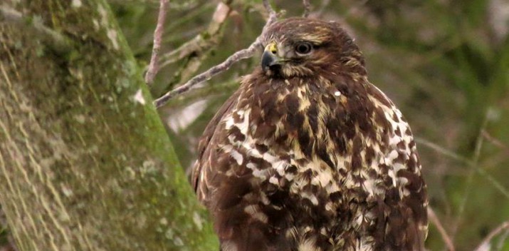 myszołów fot Małgorzata Bloch