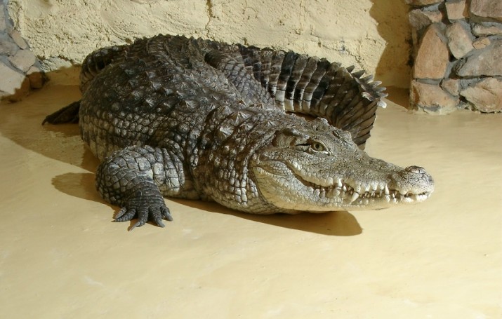krokodyl nil