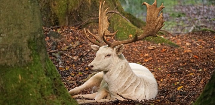 white-fallow-deer-1092458 1280