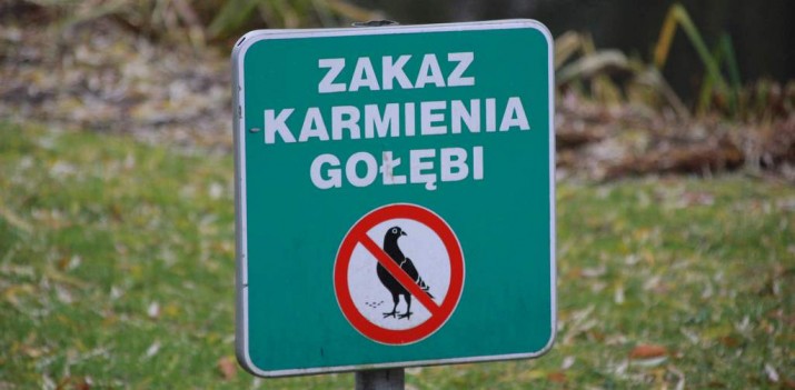 Nie karmić gołębi