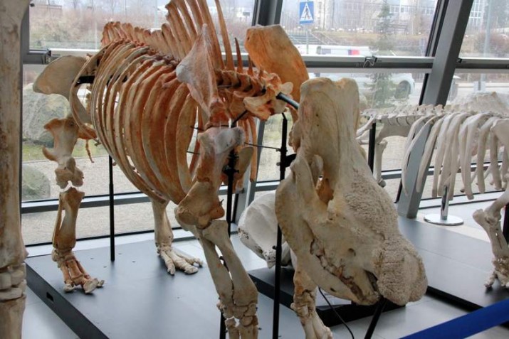 szkielet nosorożca  UG