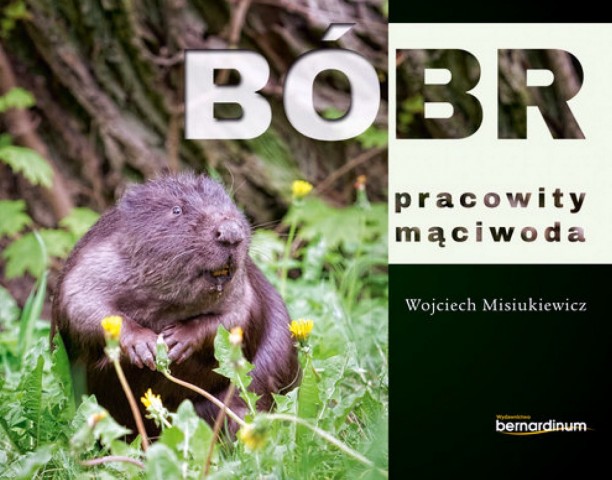 bóbr pracowity mąciwoda