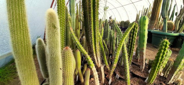 kaktusy ostrzyce