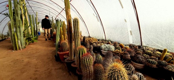 kaktusy ostrzyce1