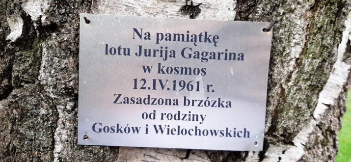 drzewo Gagarin