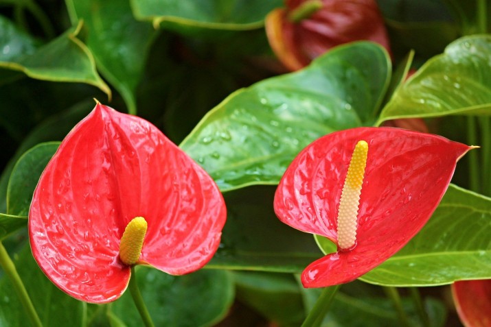 anthurium-flamingo-flower-2507743 1920