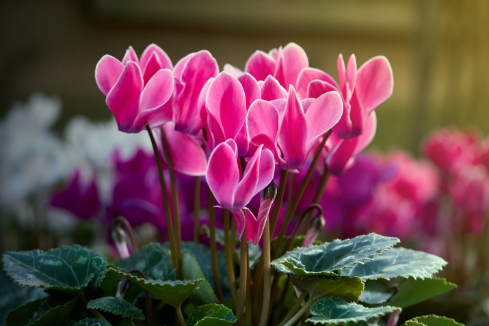 cyclamen-4587228 1920