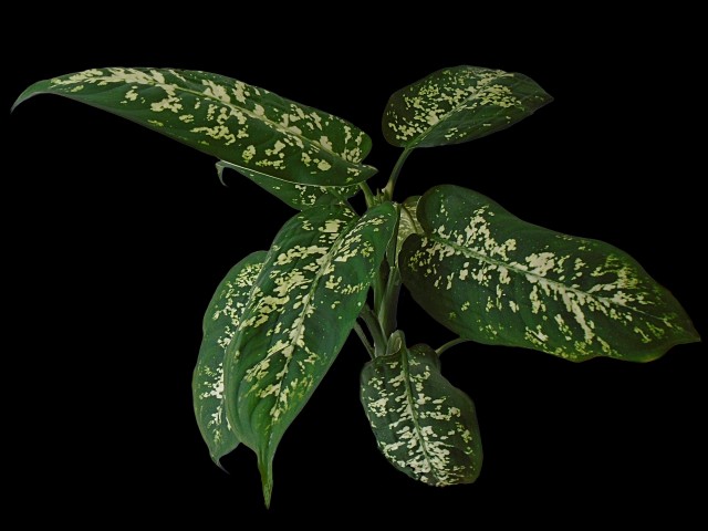 dieffenbachia-2825214 1920