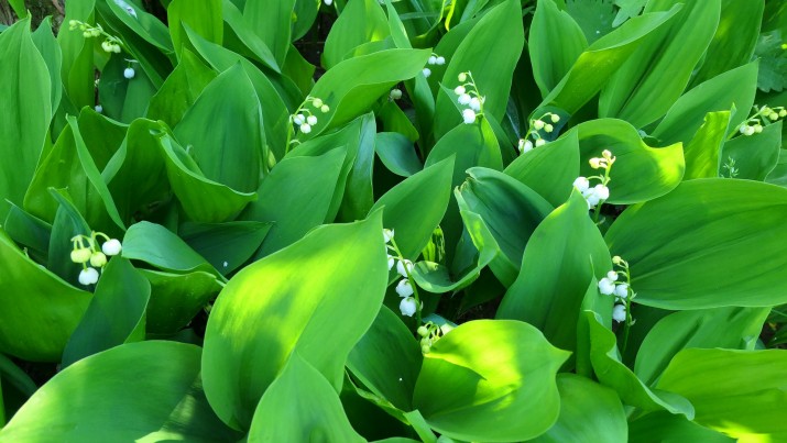 lily-of-the-valley-5185117 1920