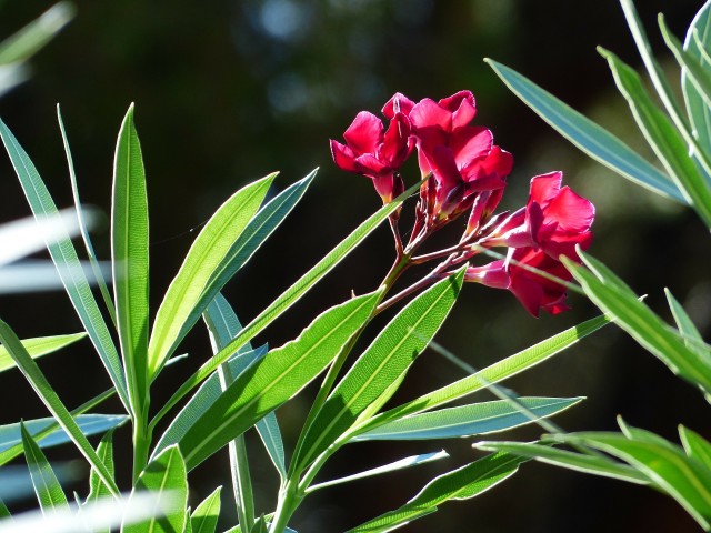 oleander-187248 1920