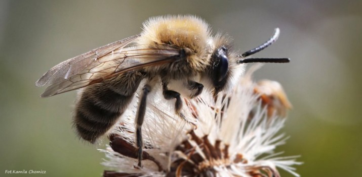 pszczoła samotnica fot K.Chomicz
