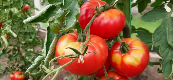 hospicjum pomidory