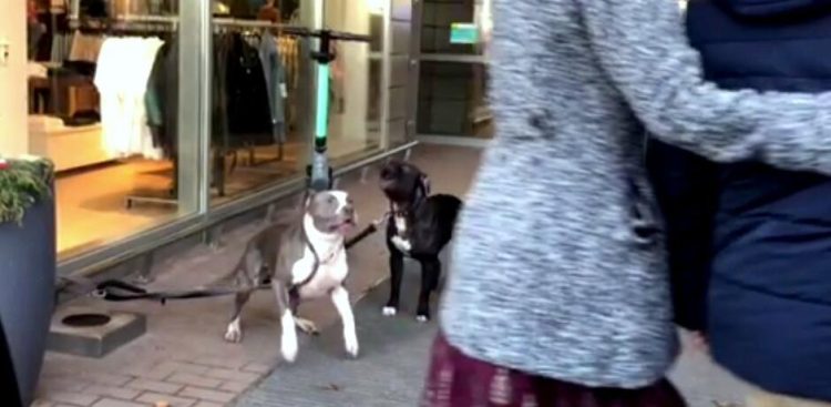 (Fot. Straż Miejska w Gdańsku)