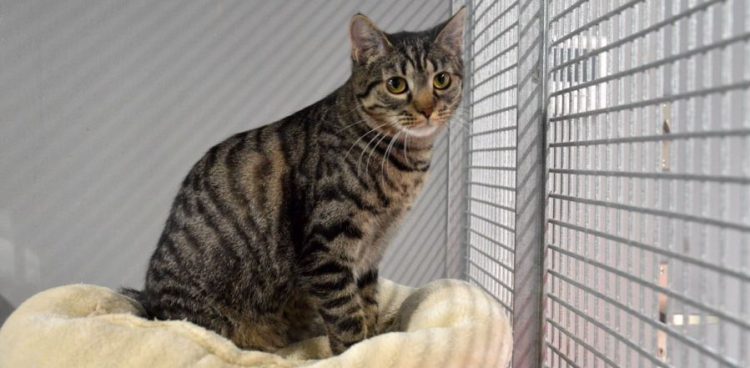 (Fot. Schronisko w Słupsku)