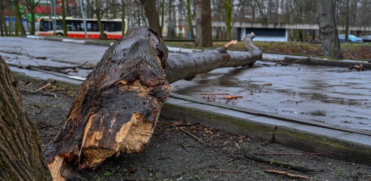 (Fot. Radio Gdańsk/Grzegorz Armatowski)