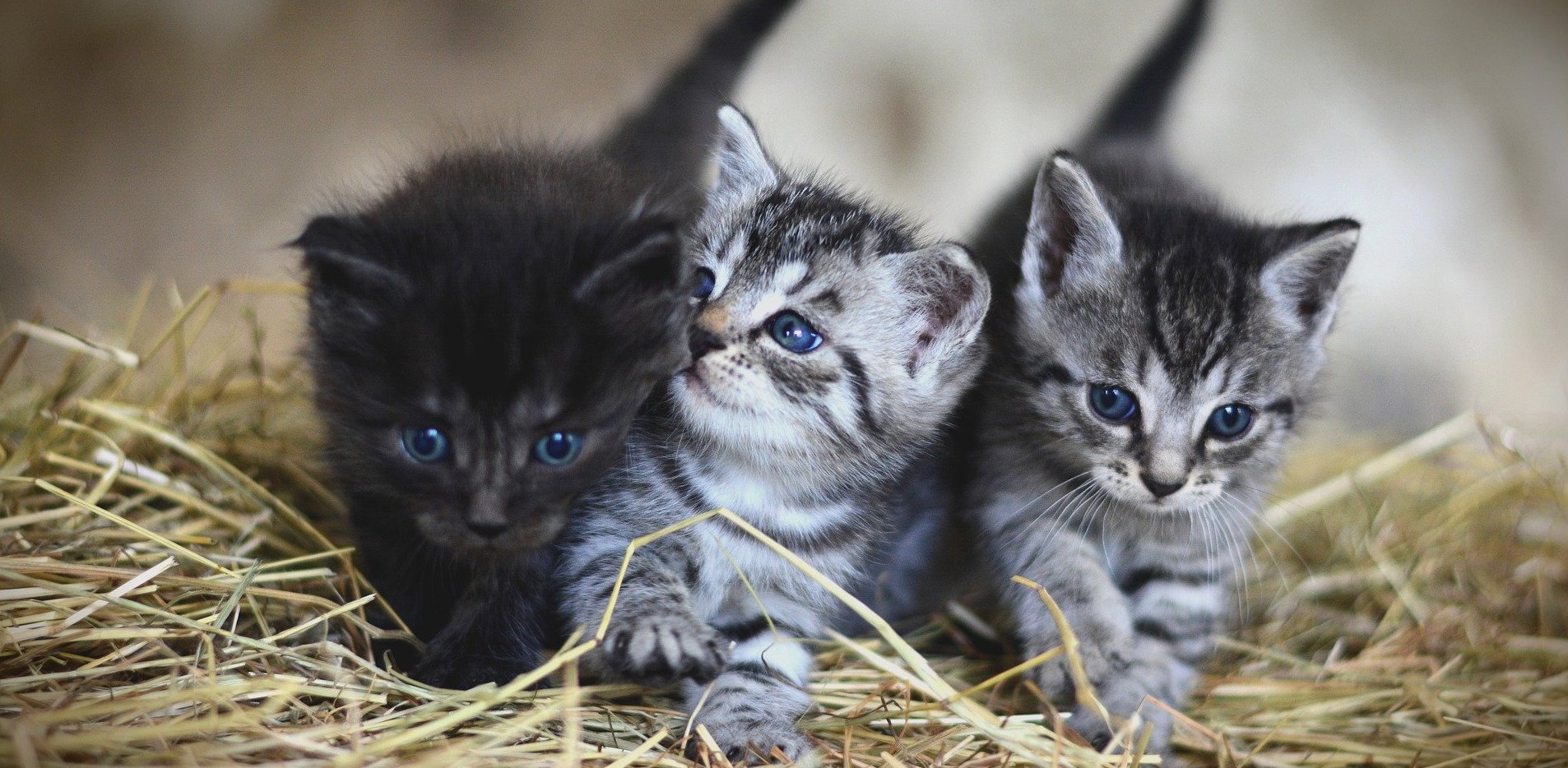 Zdjęcie ilustracyjne (Fot. Pixabay)