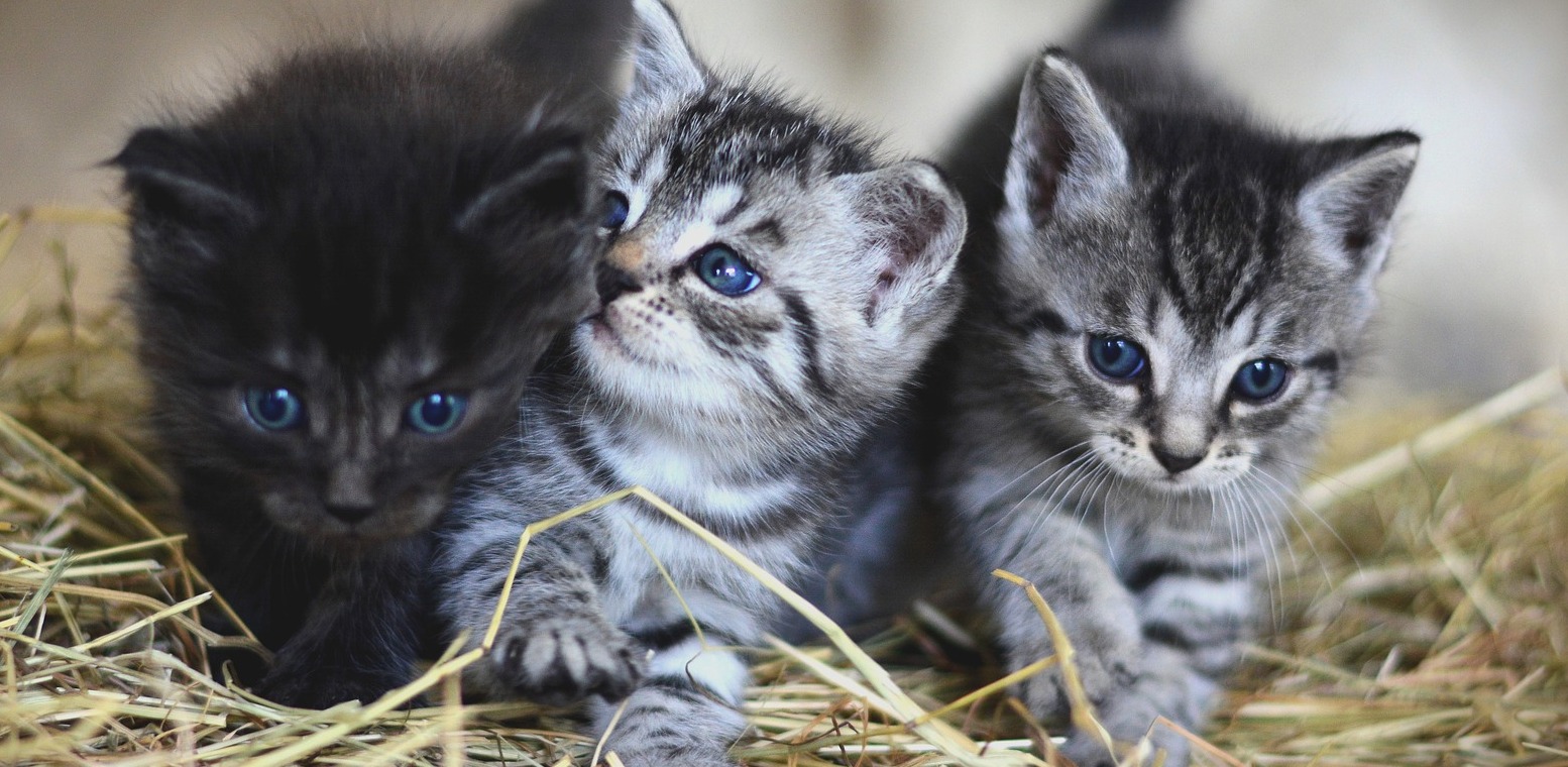 Zdjęcie ilustracyjne (Fot. Pixabay)