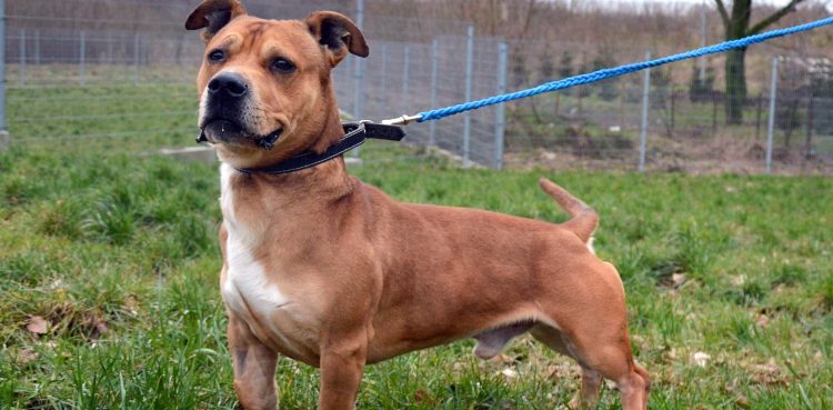 (Fot. Schronisko dla Zwierząt w Słupsku)