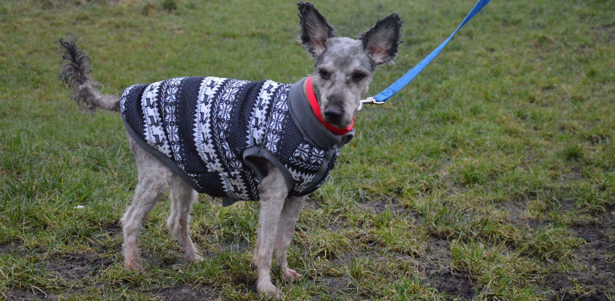 (Fot. słupskie schronisko dla zwierząt)