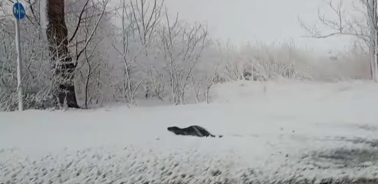 (Fot. Facebook/Leszek Kucira)