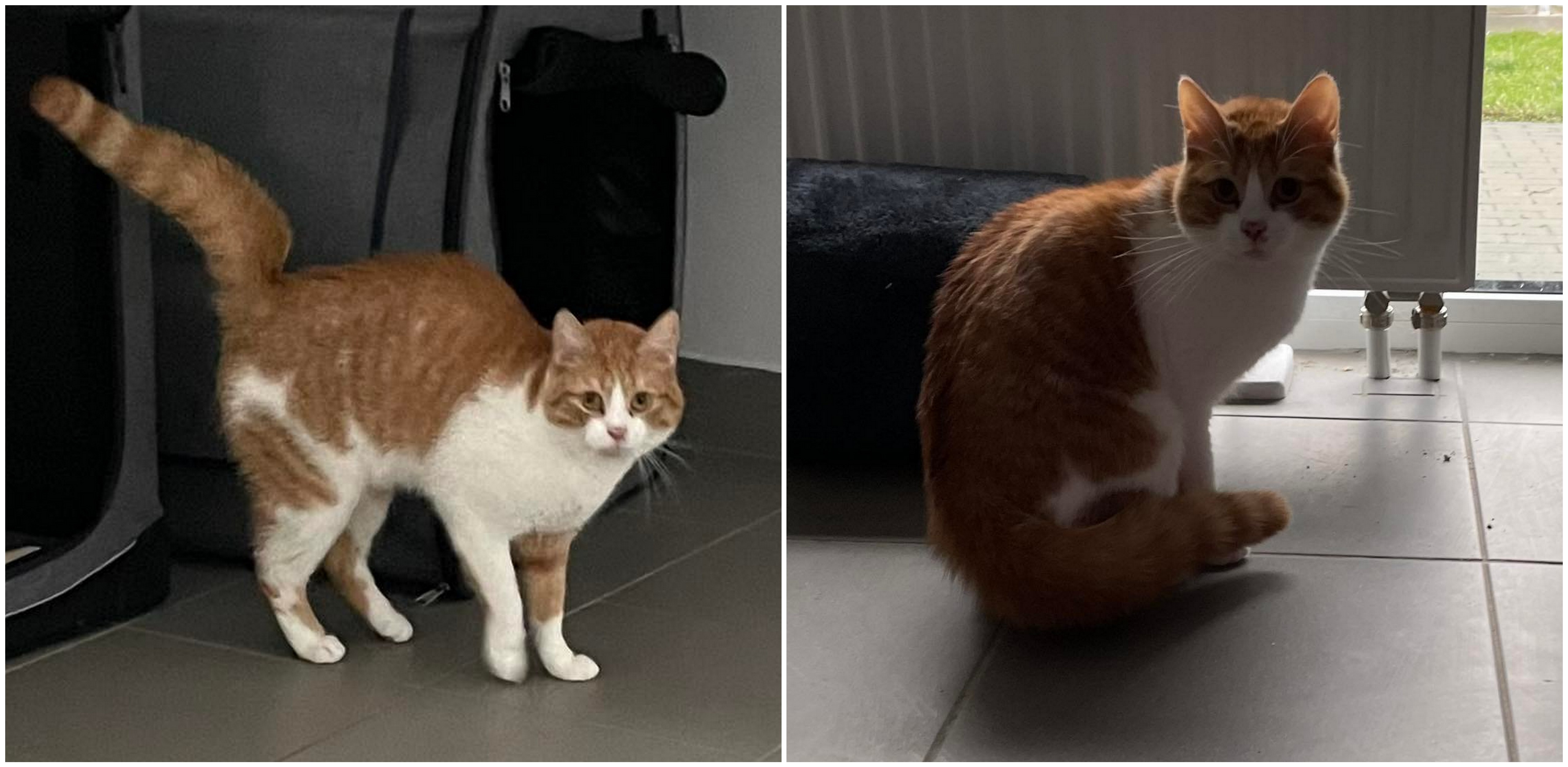 (Fot. Schronisko Słupsk)