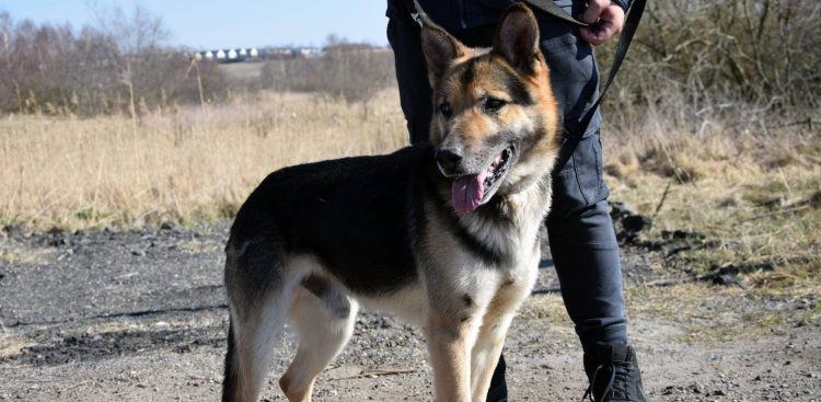 (Fot. słupskie schronisko dla zwierząt)