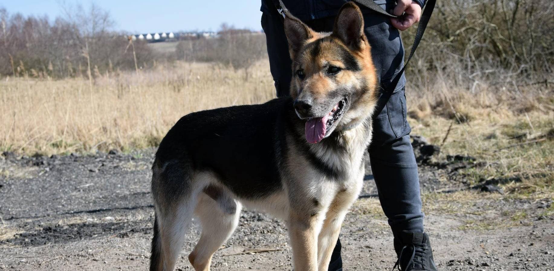 (Fot. słupskie schronisko dla zwierząt)