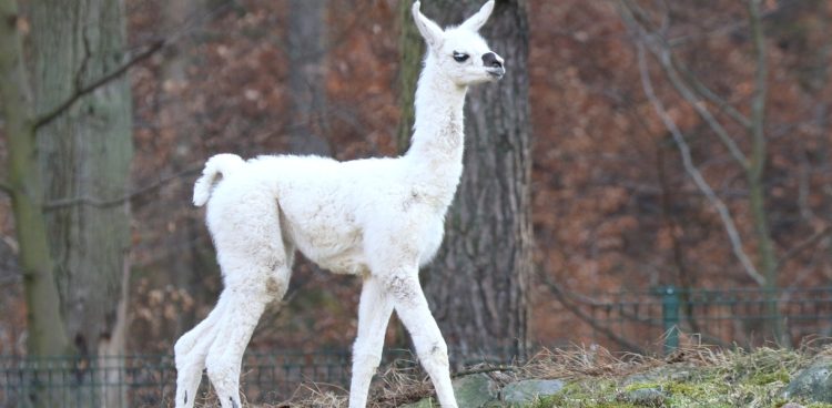 (Fot. Gdański Ogród Zoologiczny)