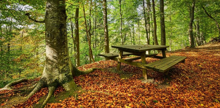 Zdjęcie ilustracyjne (Fot. Pixabay)