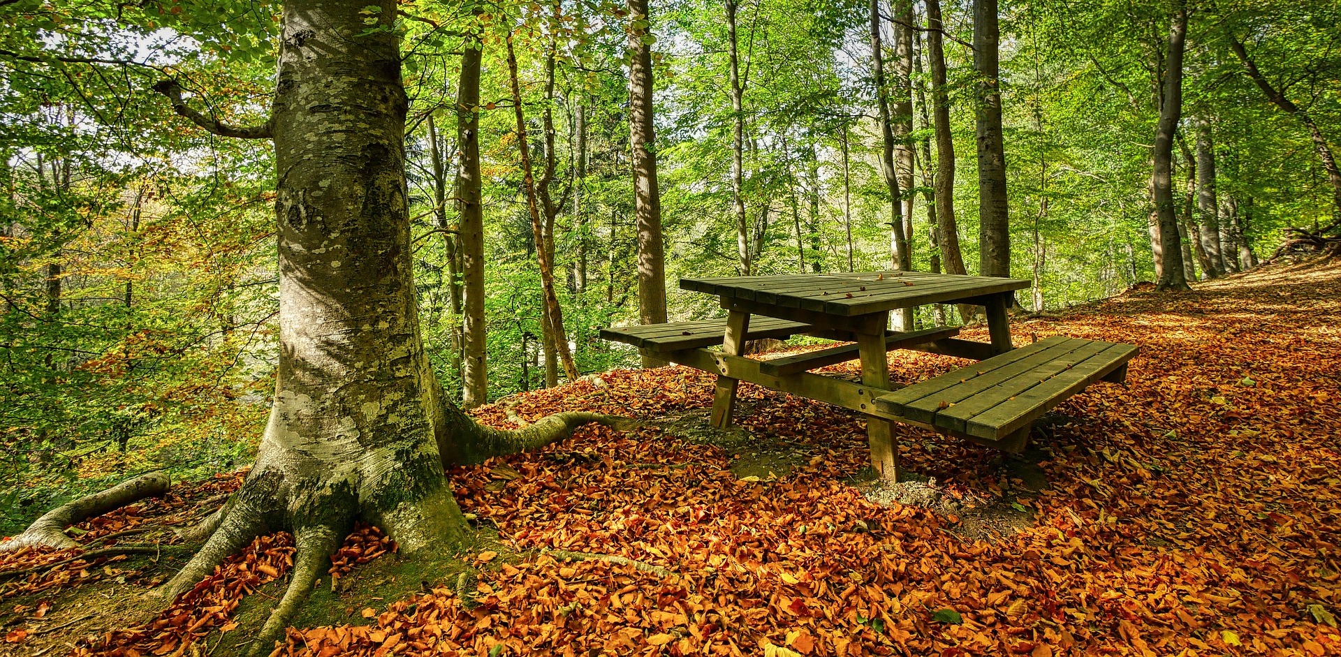 Zdjęcie ilustracyjne (Fot. Pixabay)