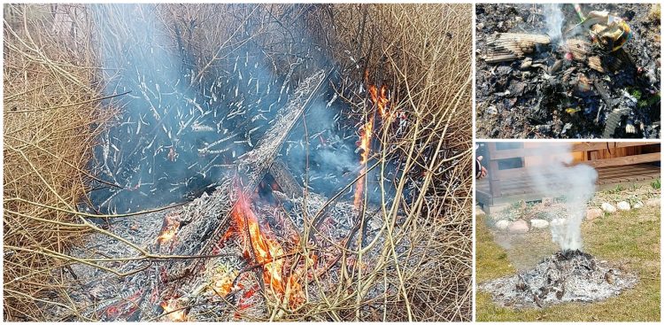 (Fot. Straż Miejska w Elblągu)