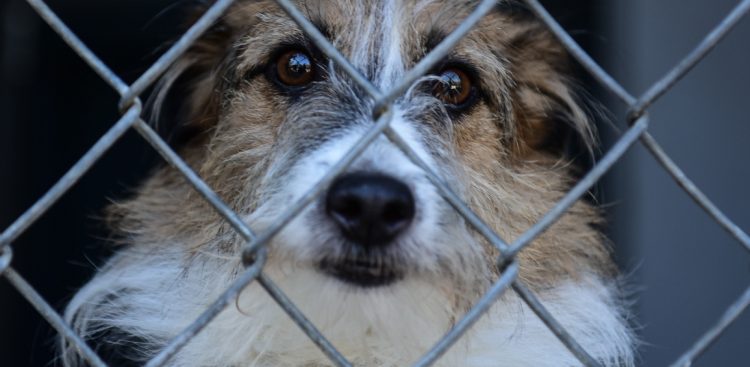 (Fot. Radio Gdańsk/Roman Jocher)