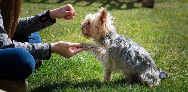 Zdjęcie ilustracyjne (Fot. Pixabay)