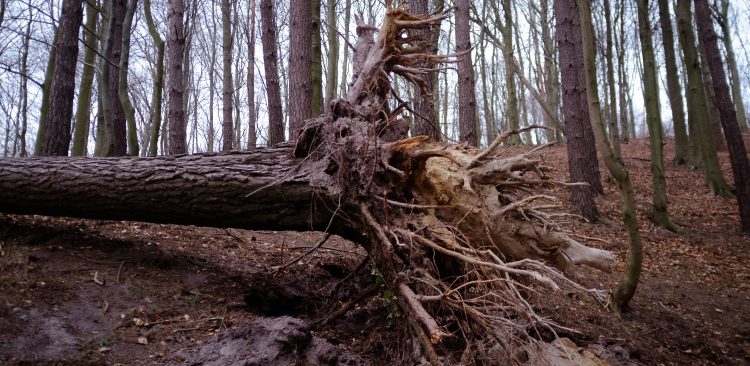 (fot. Anna Rezulak / KFP)