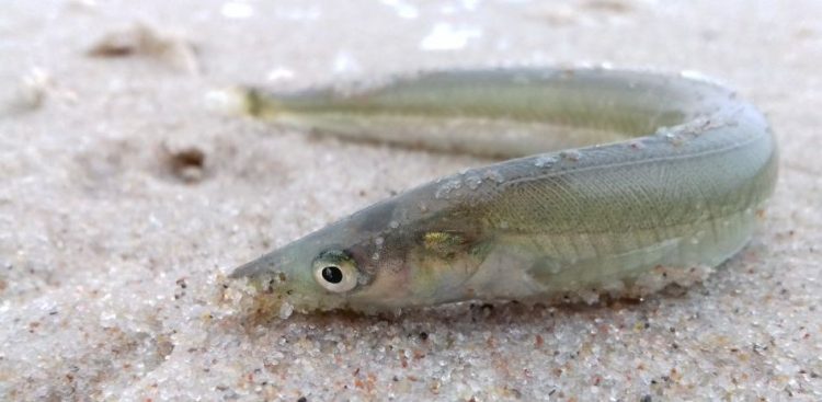 ryba tobiasz (Fot. Łukasz Fuglewicz)