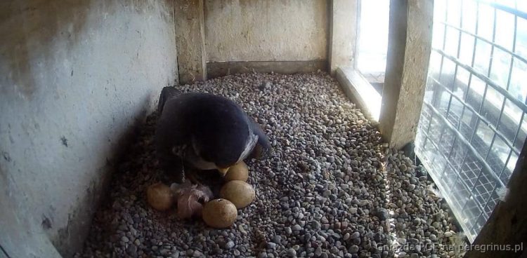 (Fot. peregrinus.pl)