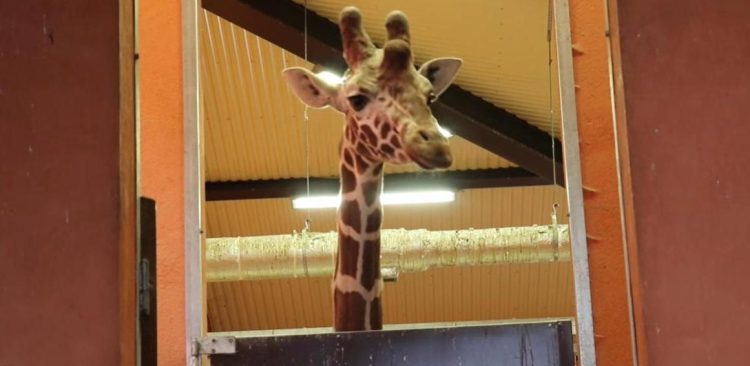 (fot. Screenshot/Facebook/Śląski Ogród Zoologiczny)