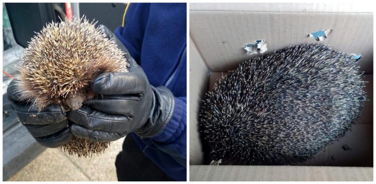 (Fot. Straż Miejska w Gdańsku)