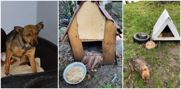 (Fot. Schronisko w Słupsku)