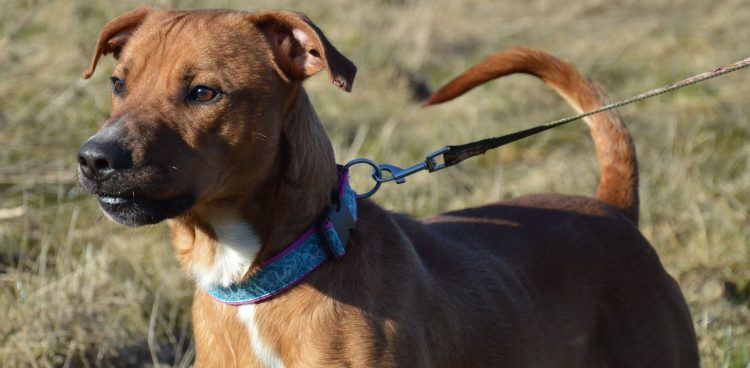 (Fot. słupskie schronisko dla zwierząt)