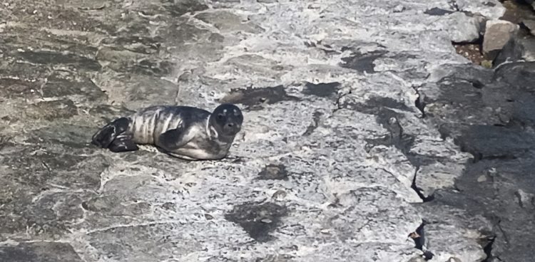 (fot. Morski Oddział Straży Granicznej)