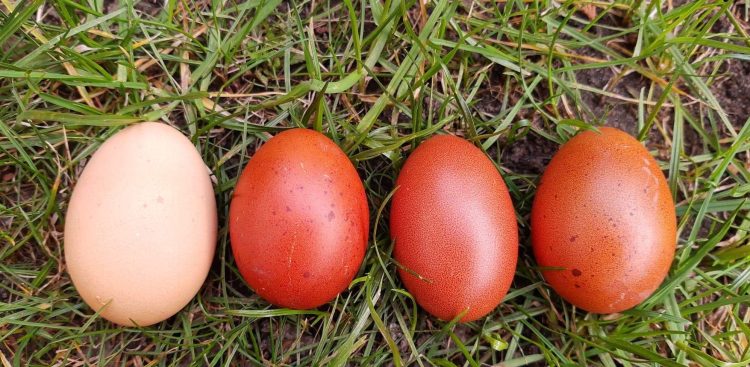 (Fot. Ewelina Sobańska)