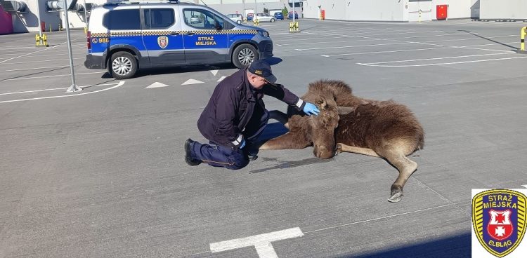 (Fot. Straż Miejska w Elblągu)