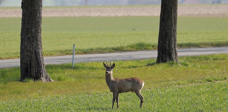 Fot. pixabay.com/ Zdjęcie poglądowe