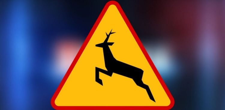 Fot. mazowiecka.policja.gov.pl