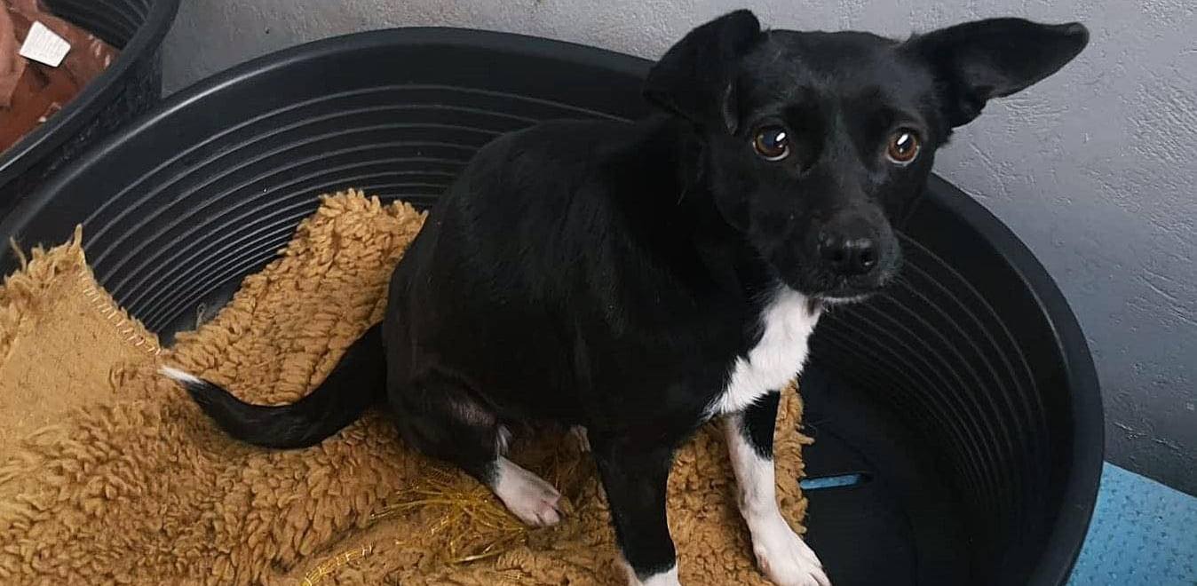 (Fot. słupskie schronisko)